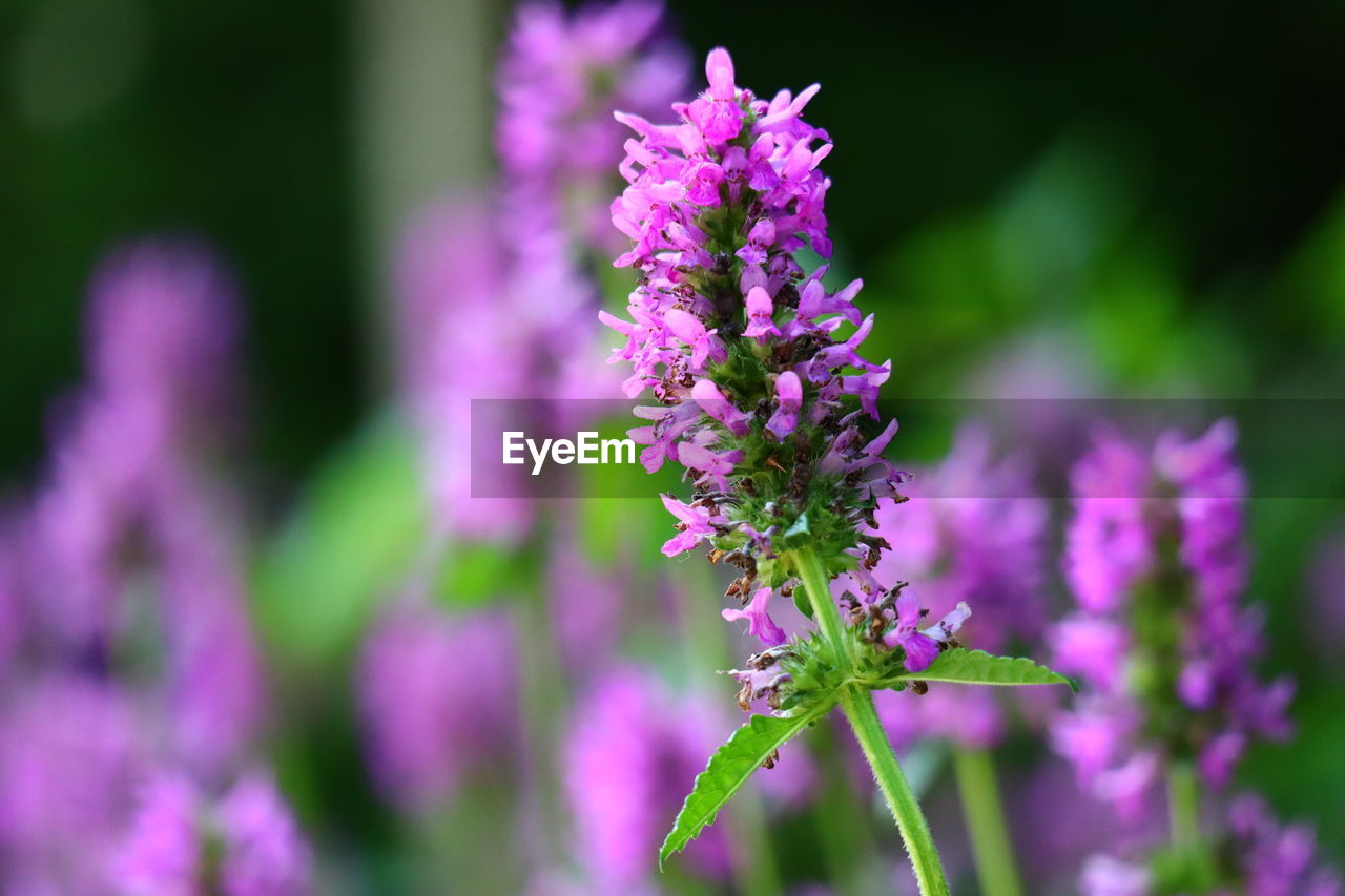 Close-up of purple flowering plant