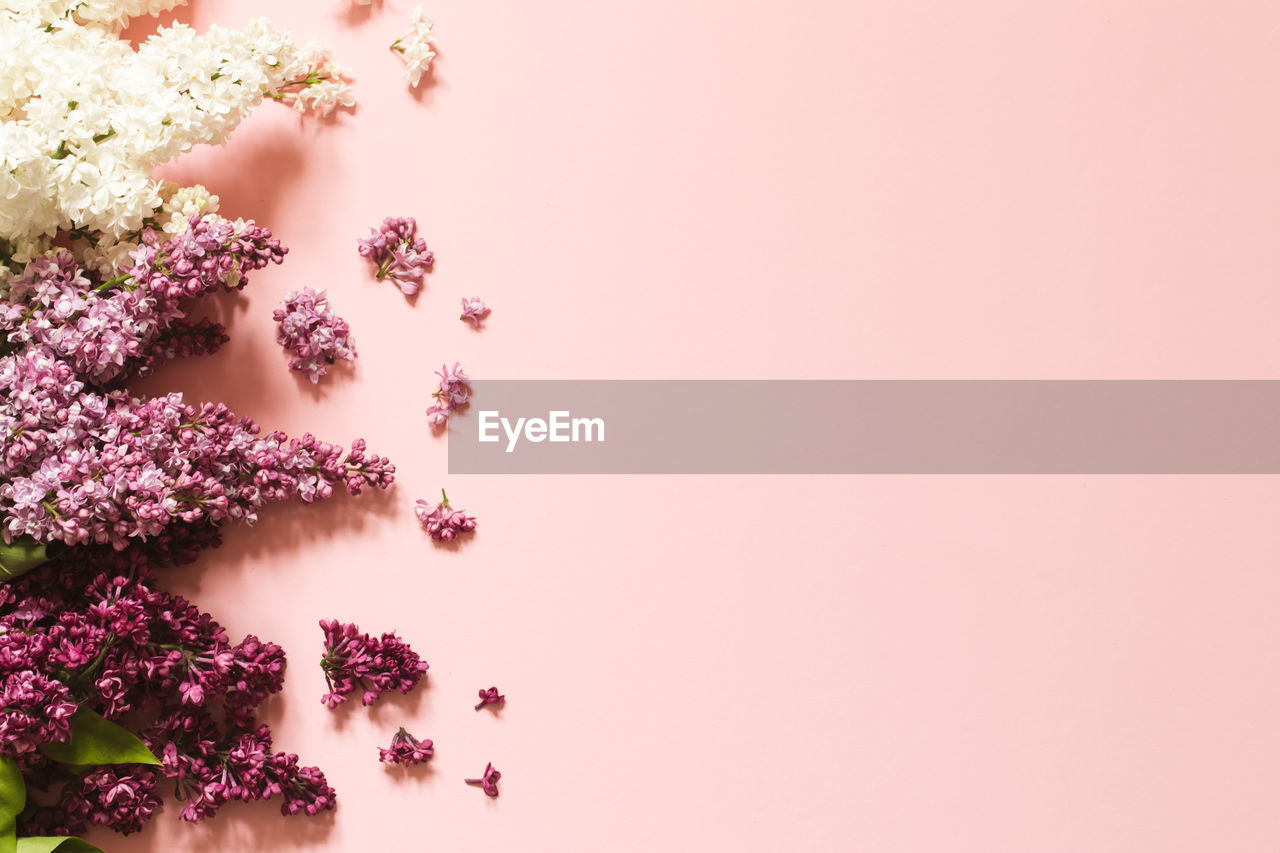 high angle view of plant against pink background