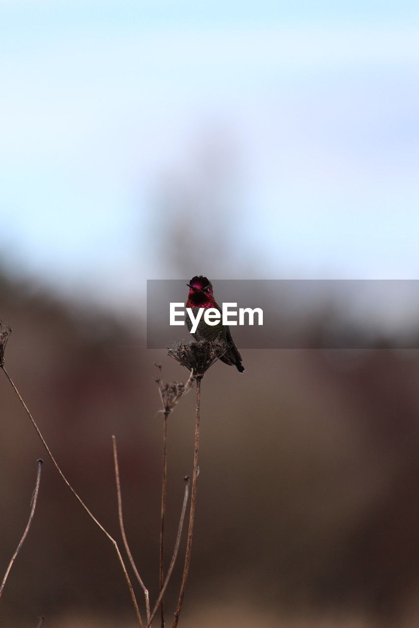 animal themes, animal, animal wildlife, one animal, wildlife, insect, branch, macro photography, nature, close-up, no people, leaf, focus on foreground, flying, outdoors, bird, animal body part, beauty in nature, day, flower, selective focus, wing