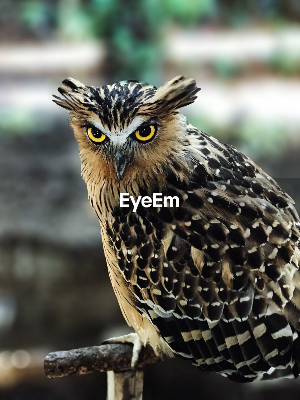 CLOSE-UP PORTRAIT OF OWL PERCHING ON A BIRD