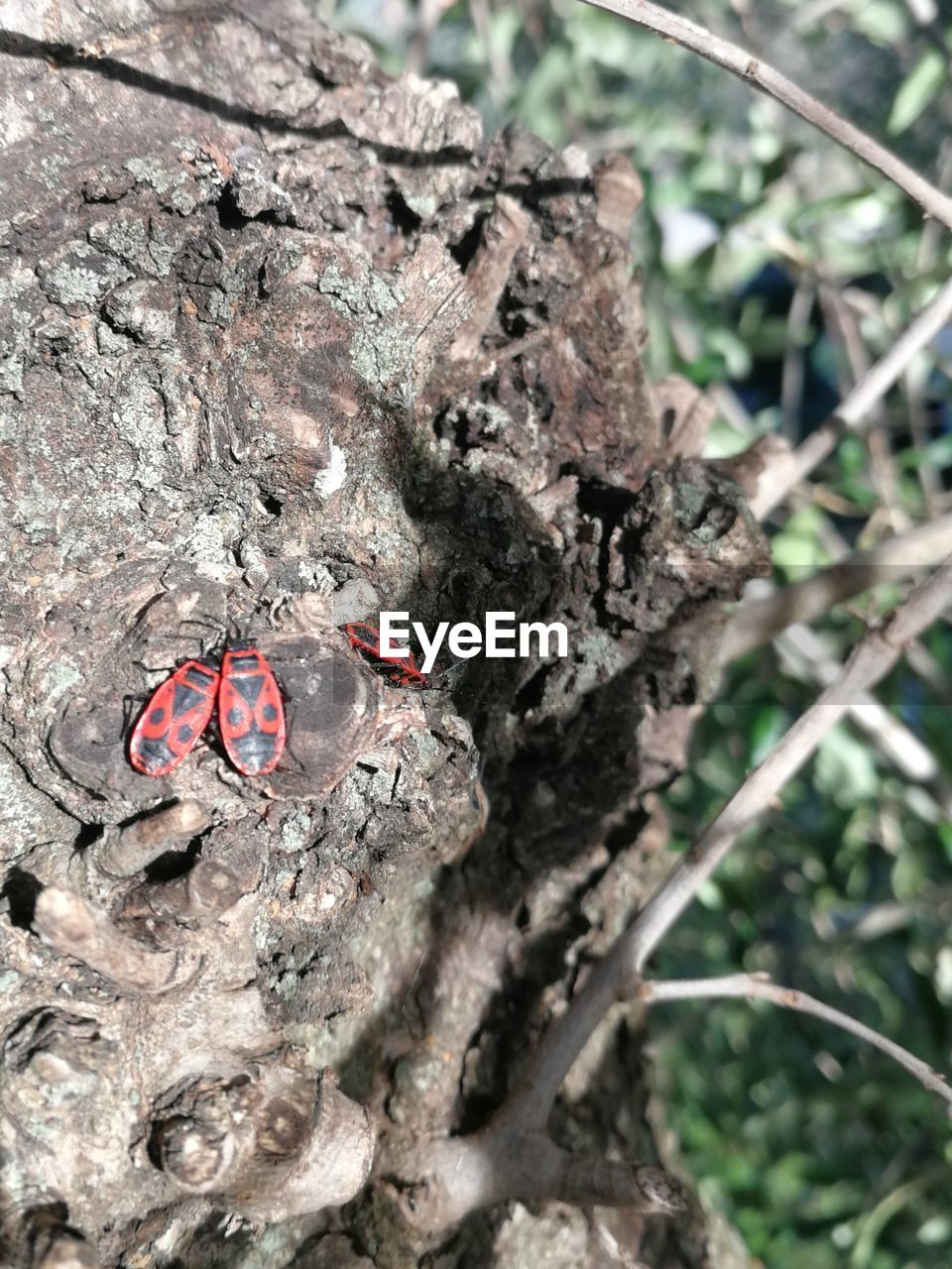 CLOSE-UP OF INSECT ON TREE