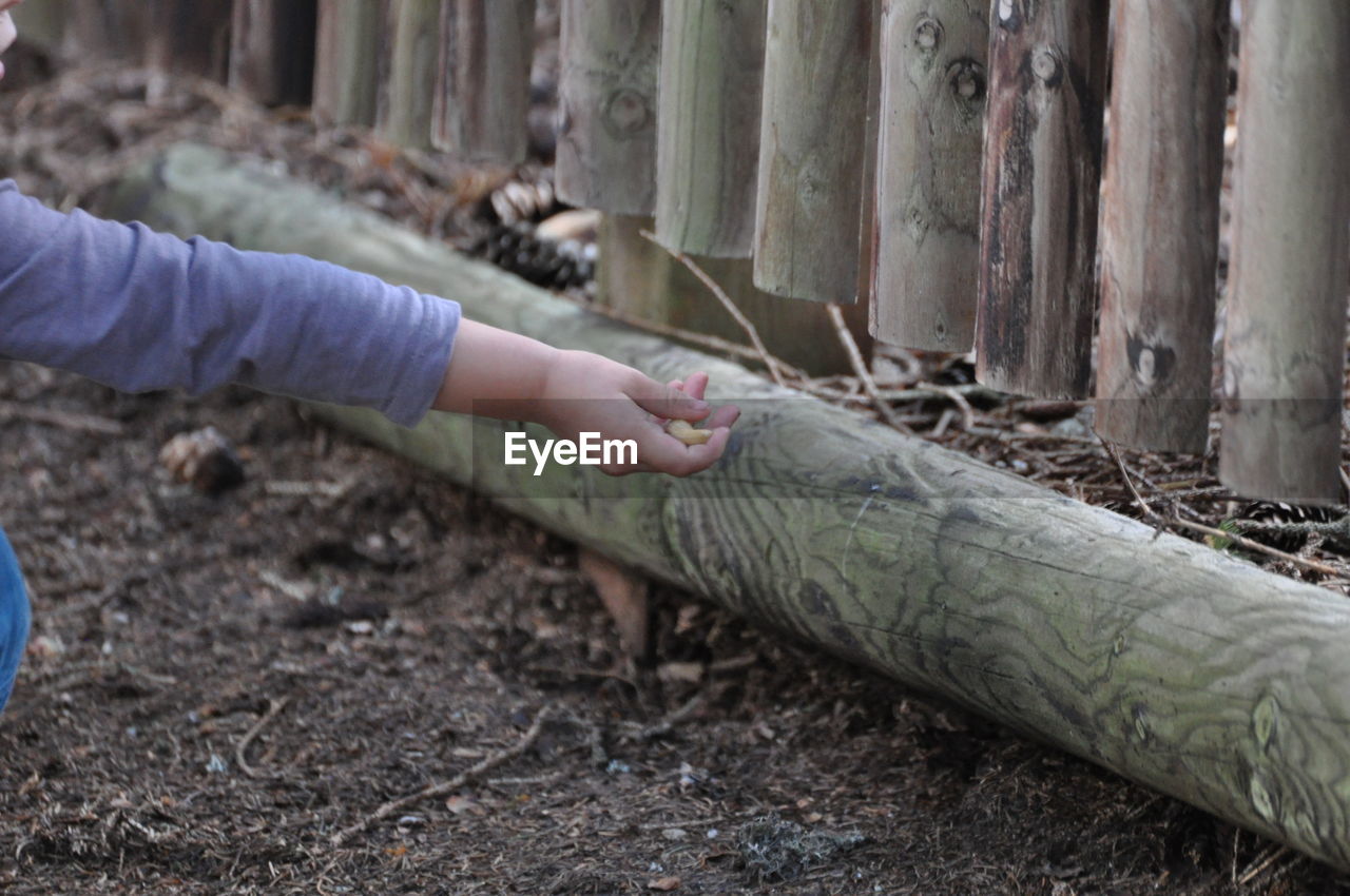 Person hand by tree trunk feeding animals, squorrels by wooden fence