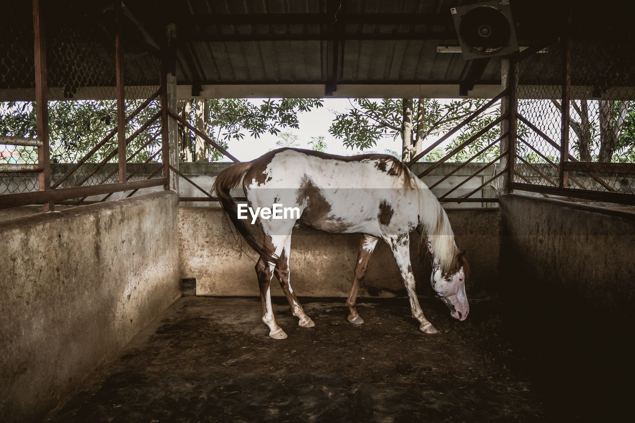 Horse standing in stable