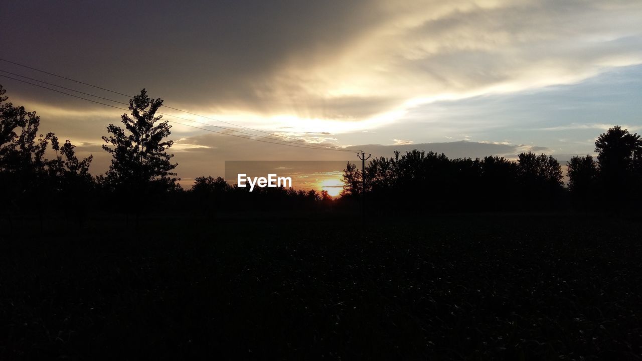 SILHOUETTE OF TREES AT SUNSET