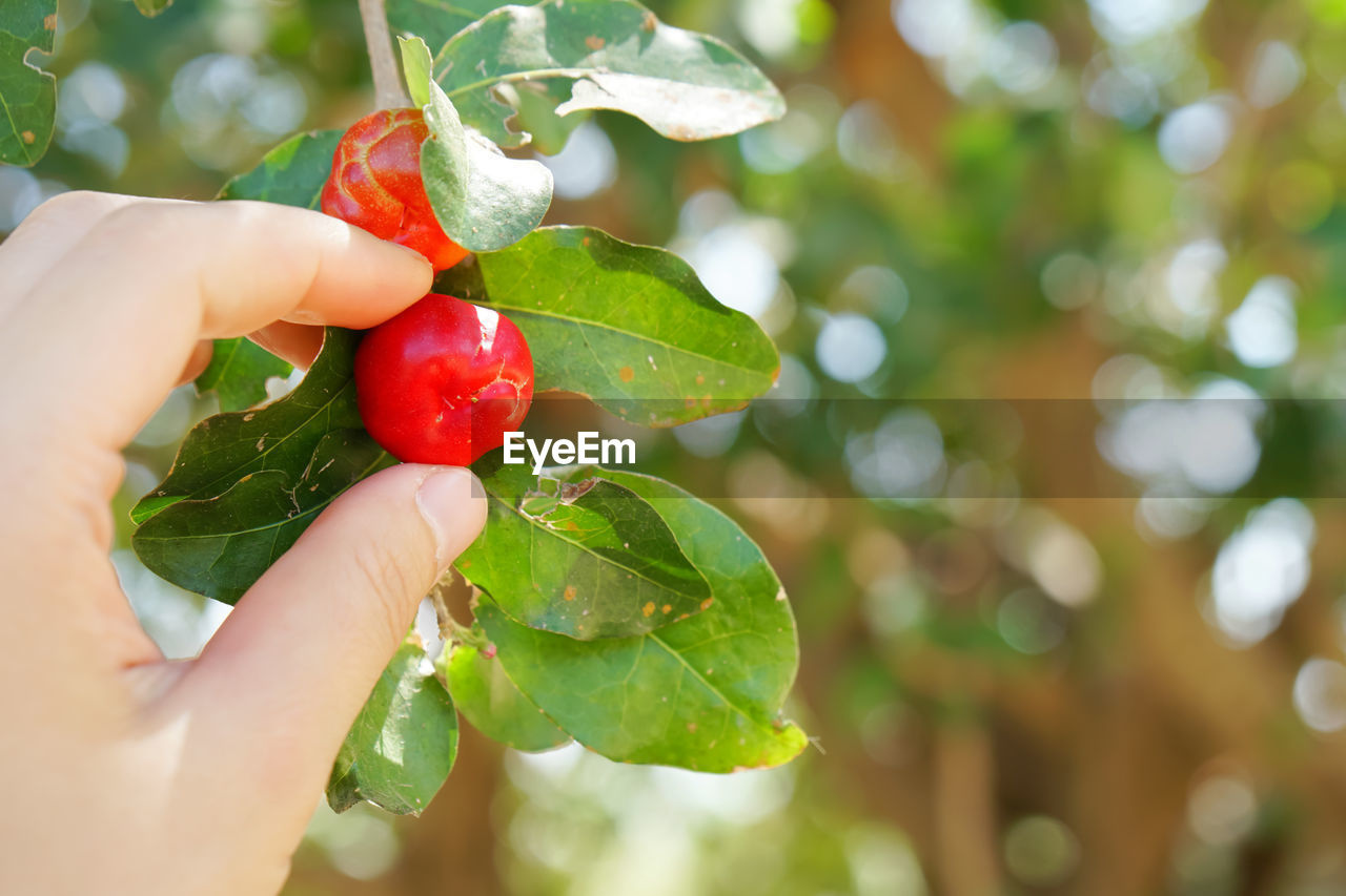 CLOSE-UP OF HAND HOLDING BERRIES