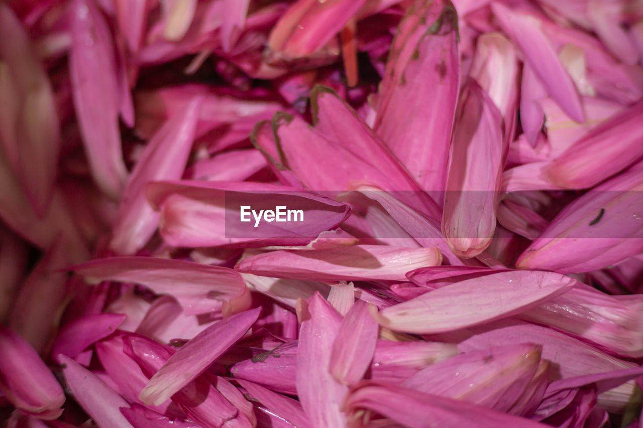 FULL FRAME SHOT OF PINK FLOWER