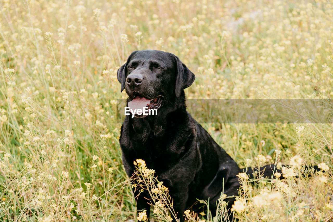 Happy black labrador dog outdoors in nature in yellow flowers meadow. sunny spring