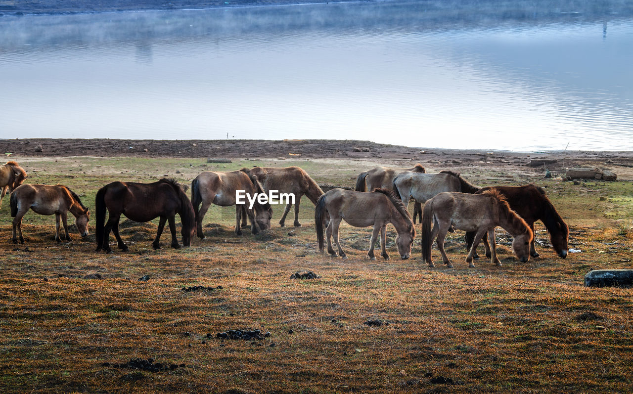 Horses standing in a field