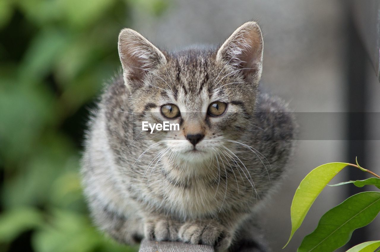 Portrait of young tabby cat sitting on fence