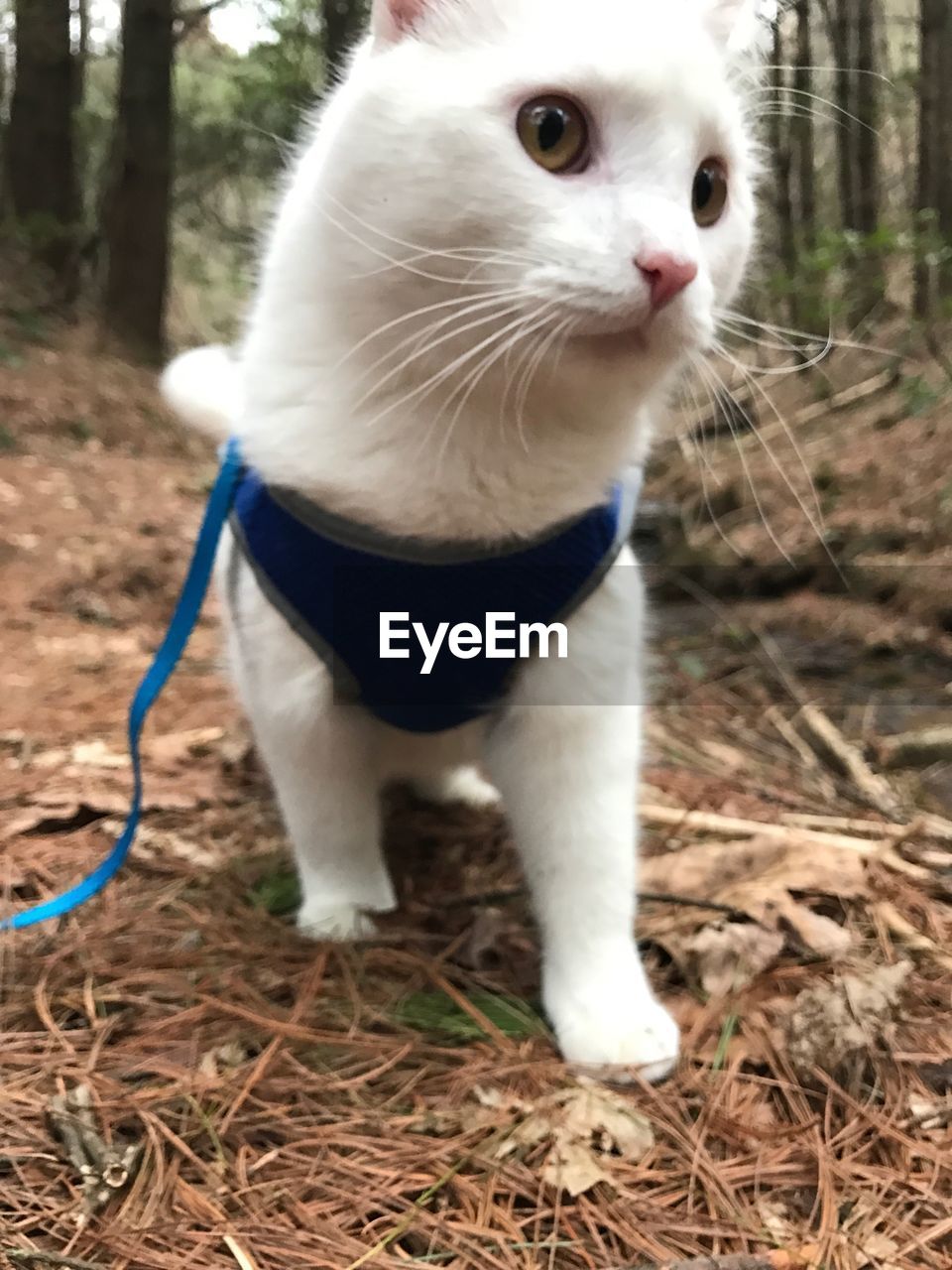 CLOSE-UP OF CAT IN FARM