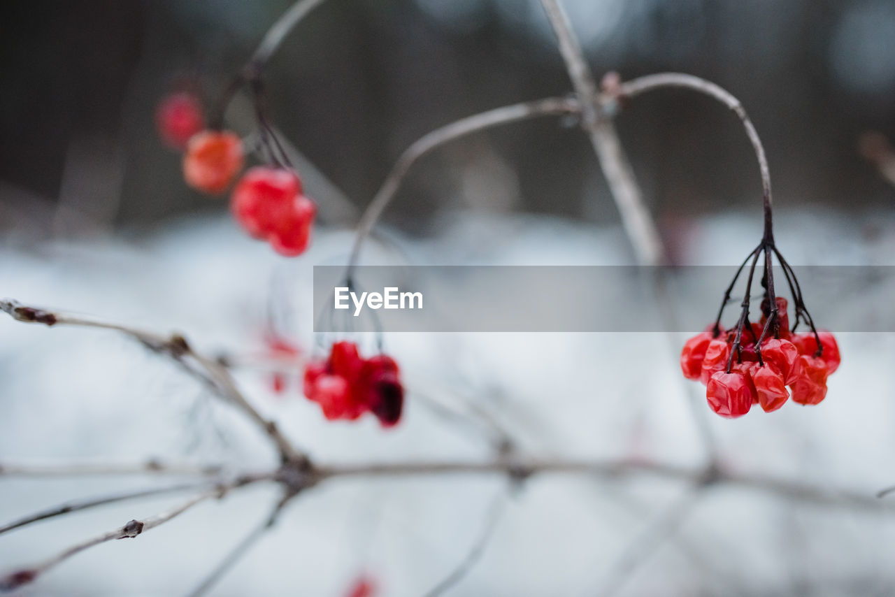 CLOSE-UP OF BERRIES GROWING ON TREE