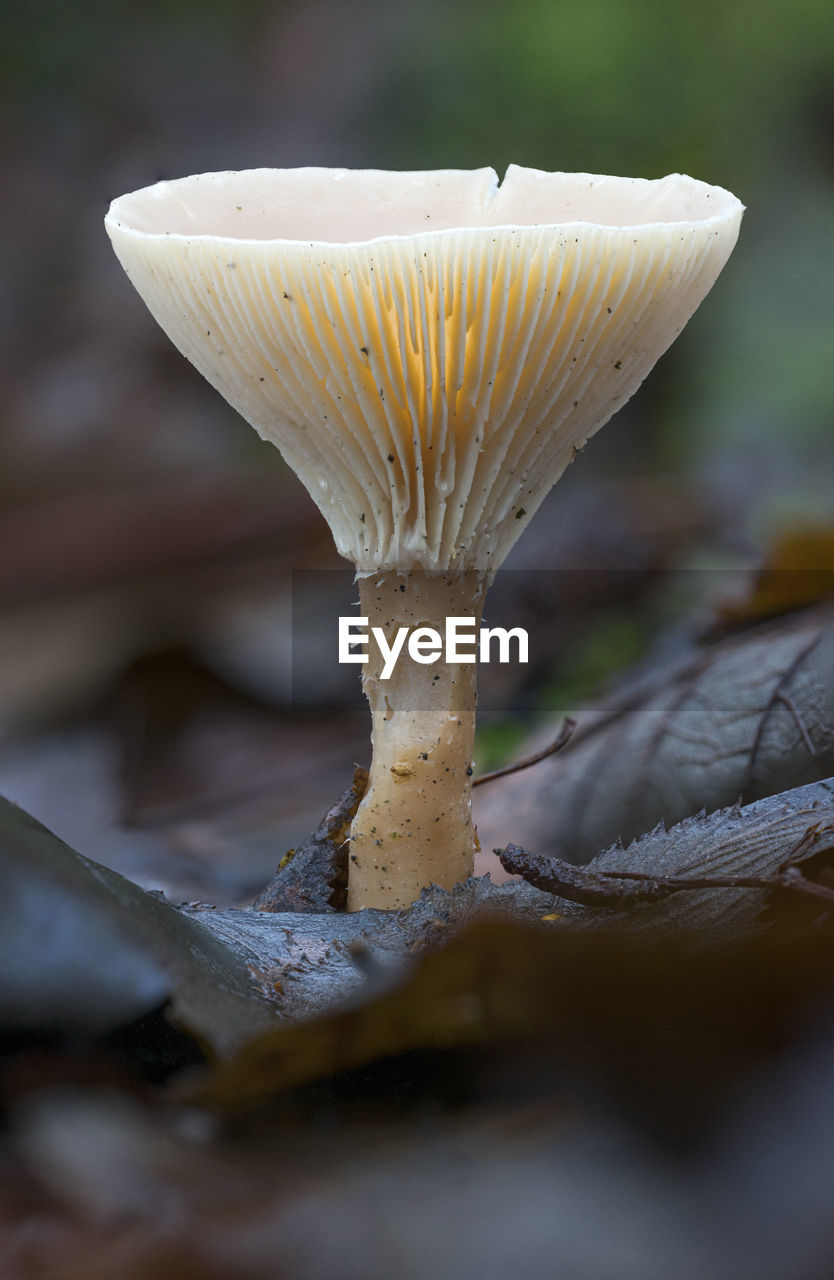 Close-up of mushroom growing on field