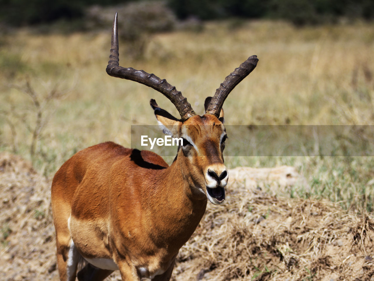 DEER STANDING IN FIELD