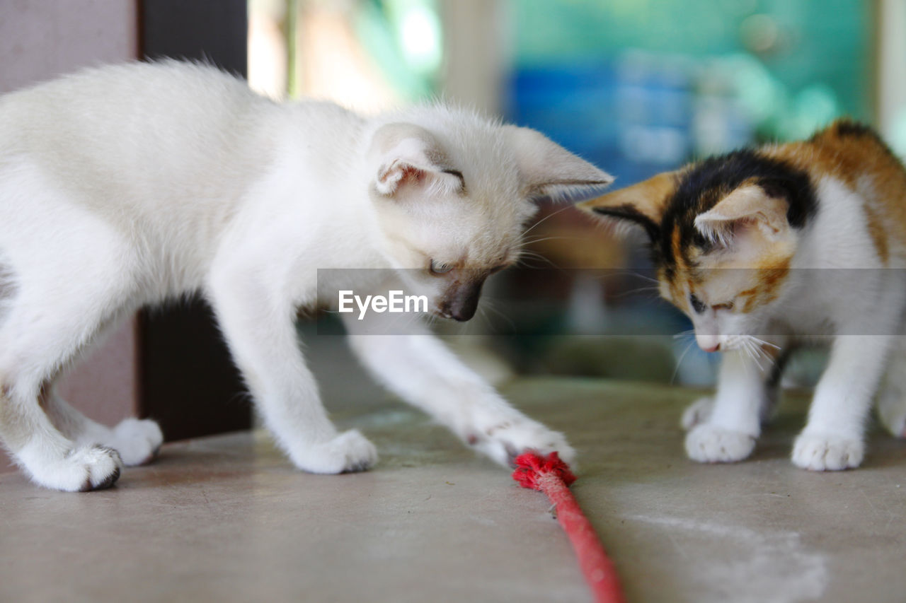 CLOSE-UP OF TWO CATS DRINKING FROM