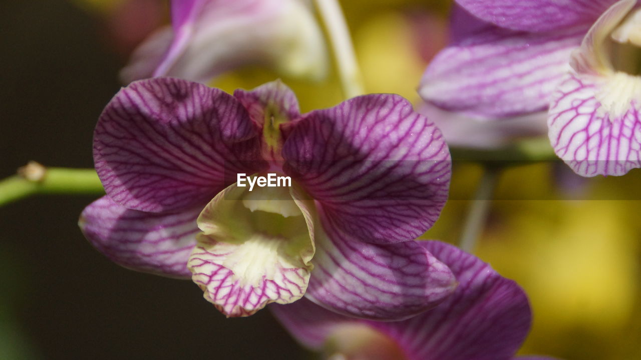 CLOSE-UP OF PURPLE FLOWERING PLANT