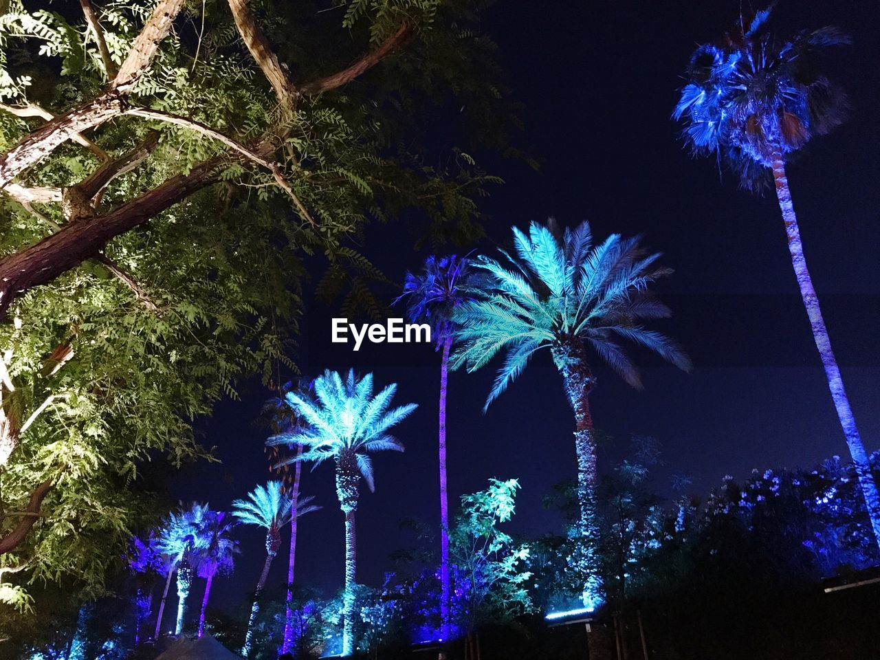 Low angle view of illuminated palm trees against sky at night