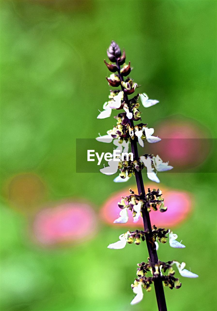 CLOSE-UP OF FLOWERING PLANT