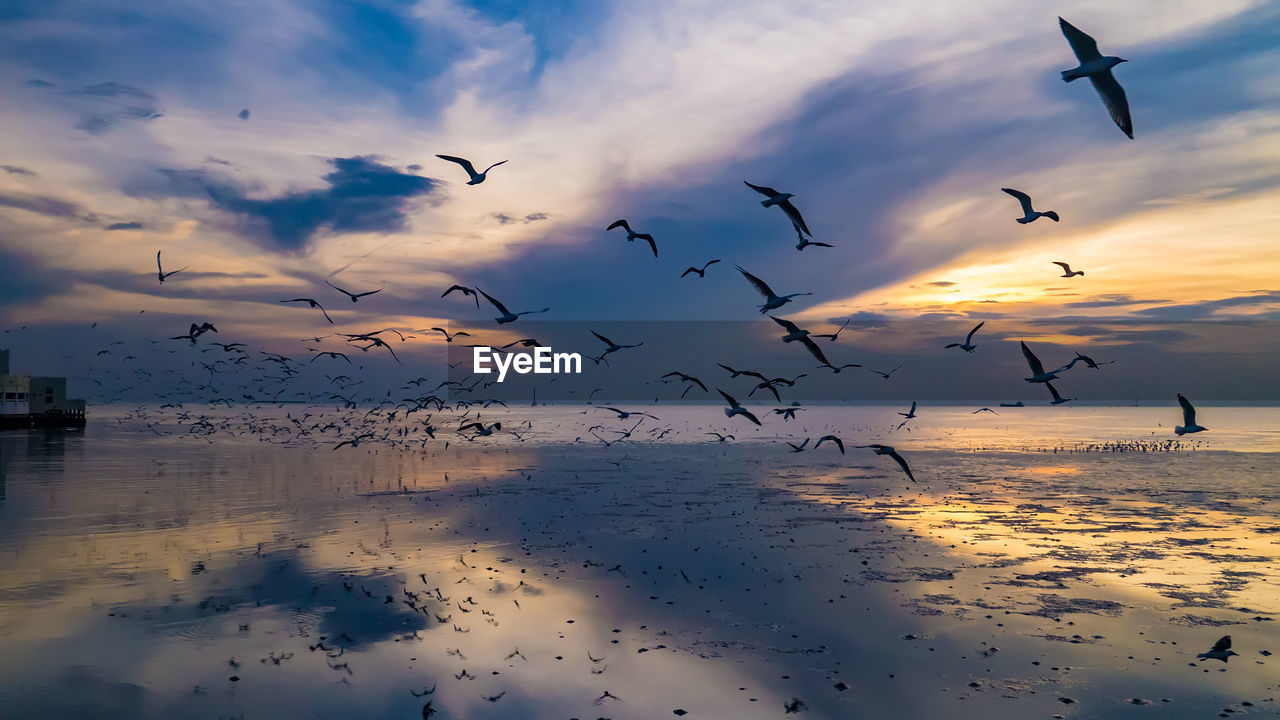 FLOCK OF BIRDS FLYING IN SEA