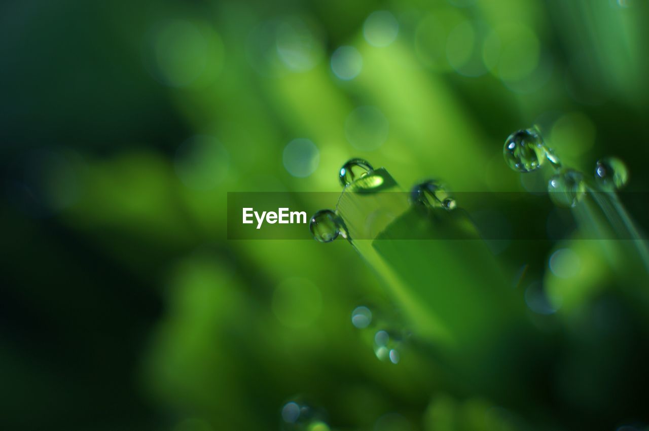 Close-up of water drops on leaf