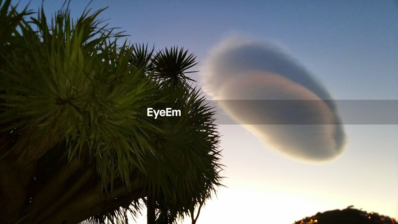 LOW ANGLE VIEW OF TREES AGAINST SKY