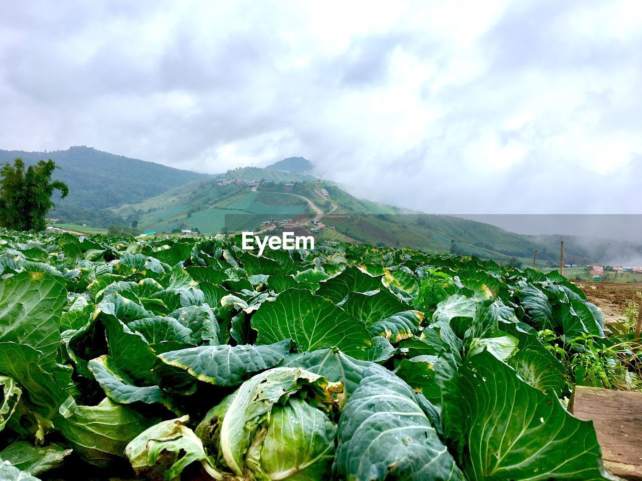 Plants growing on land against cloudy sky