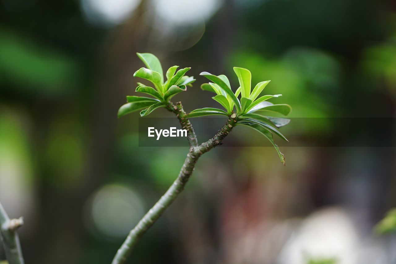 CLOSE-UP OF GREEN PLANT