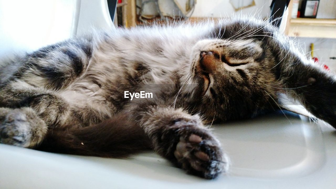 CLOSE-UP OF SLEEPING CAT