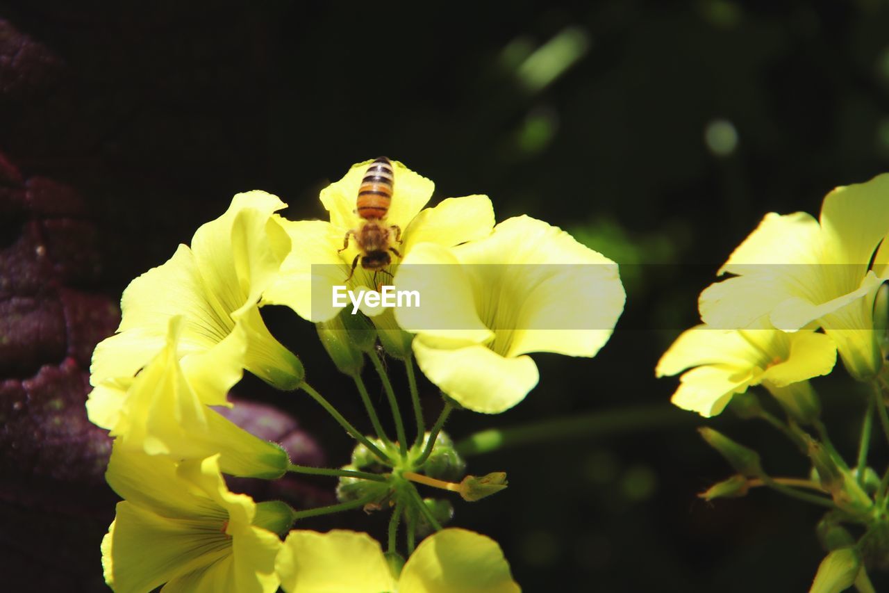 Honey bee on yellow flowers blooming in park