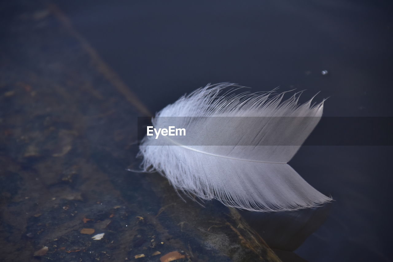 Close-up of feather against gray background