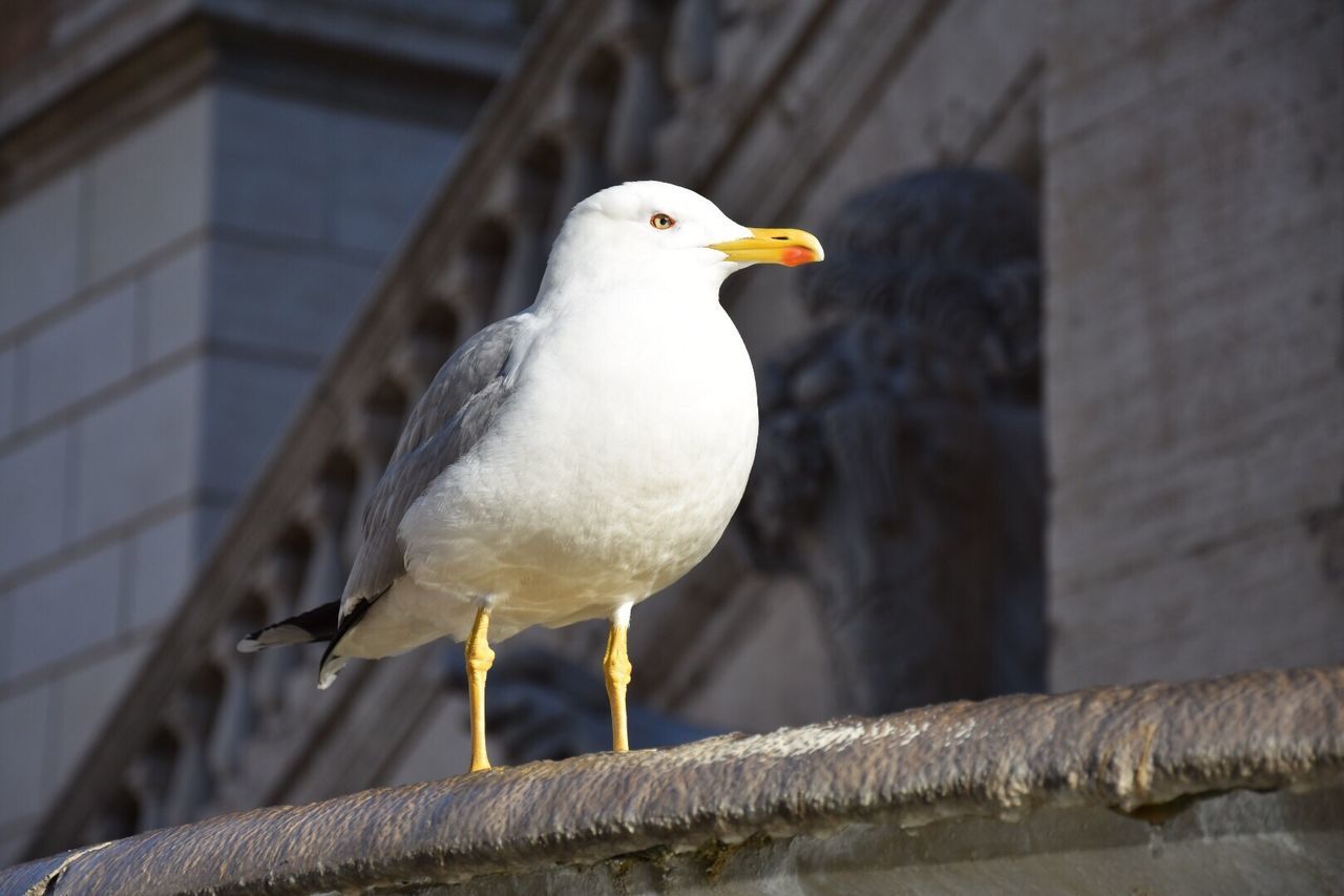 CLOSE-UP OF SEAGULL ON RETAINING WALL