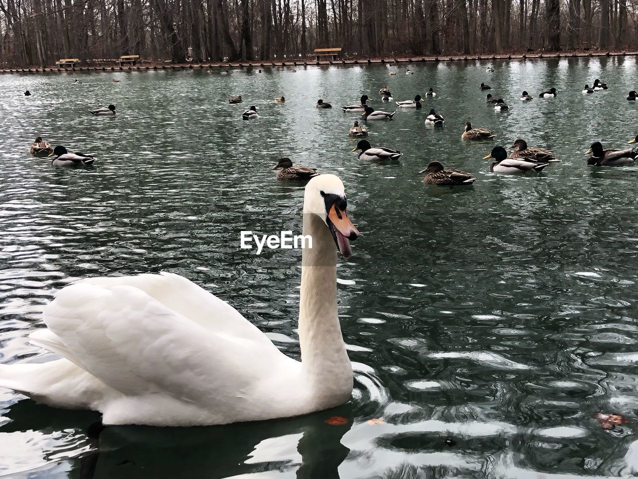 SWAN FLOATING ON LAKE