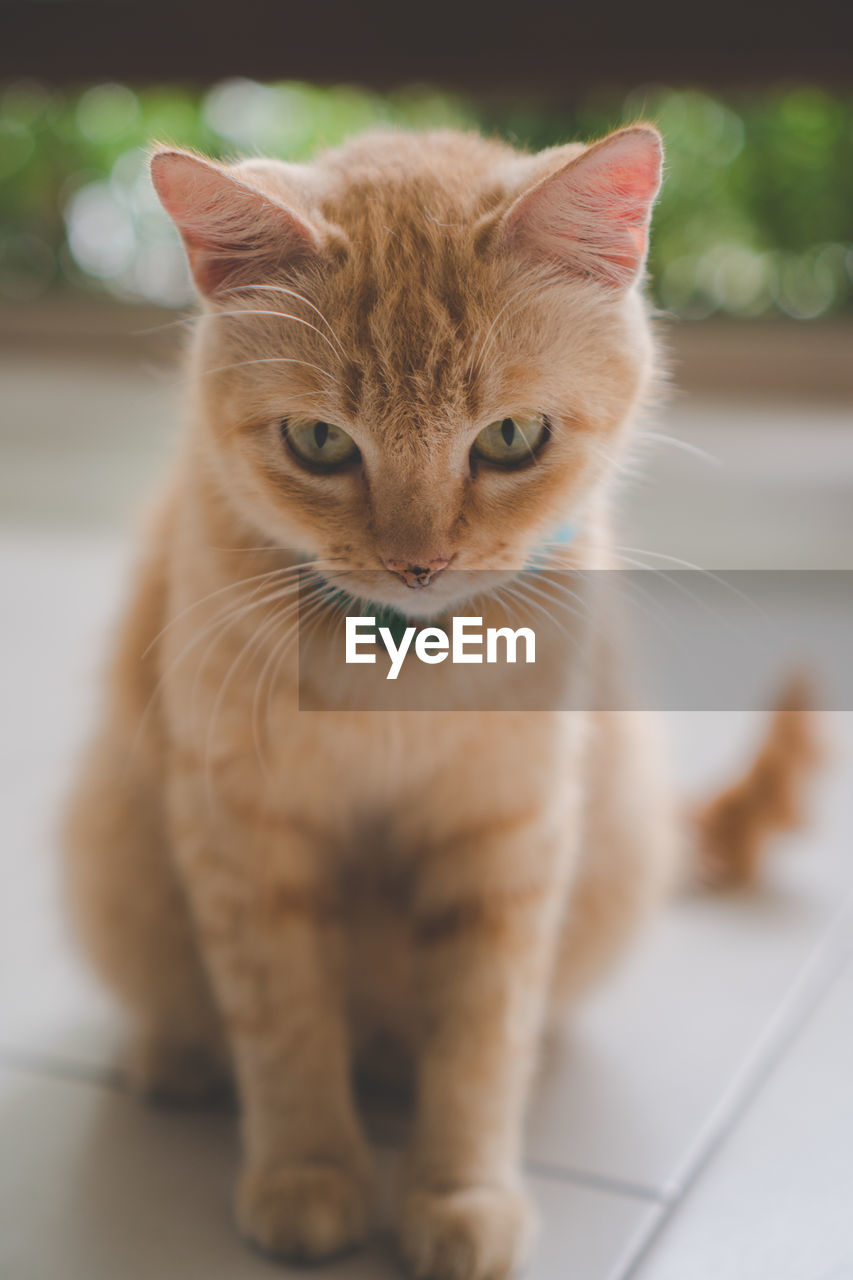 Portrait of cat sitting on floor