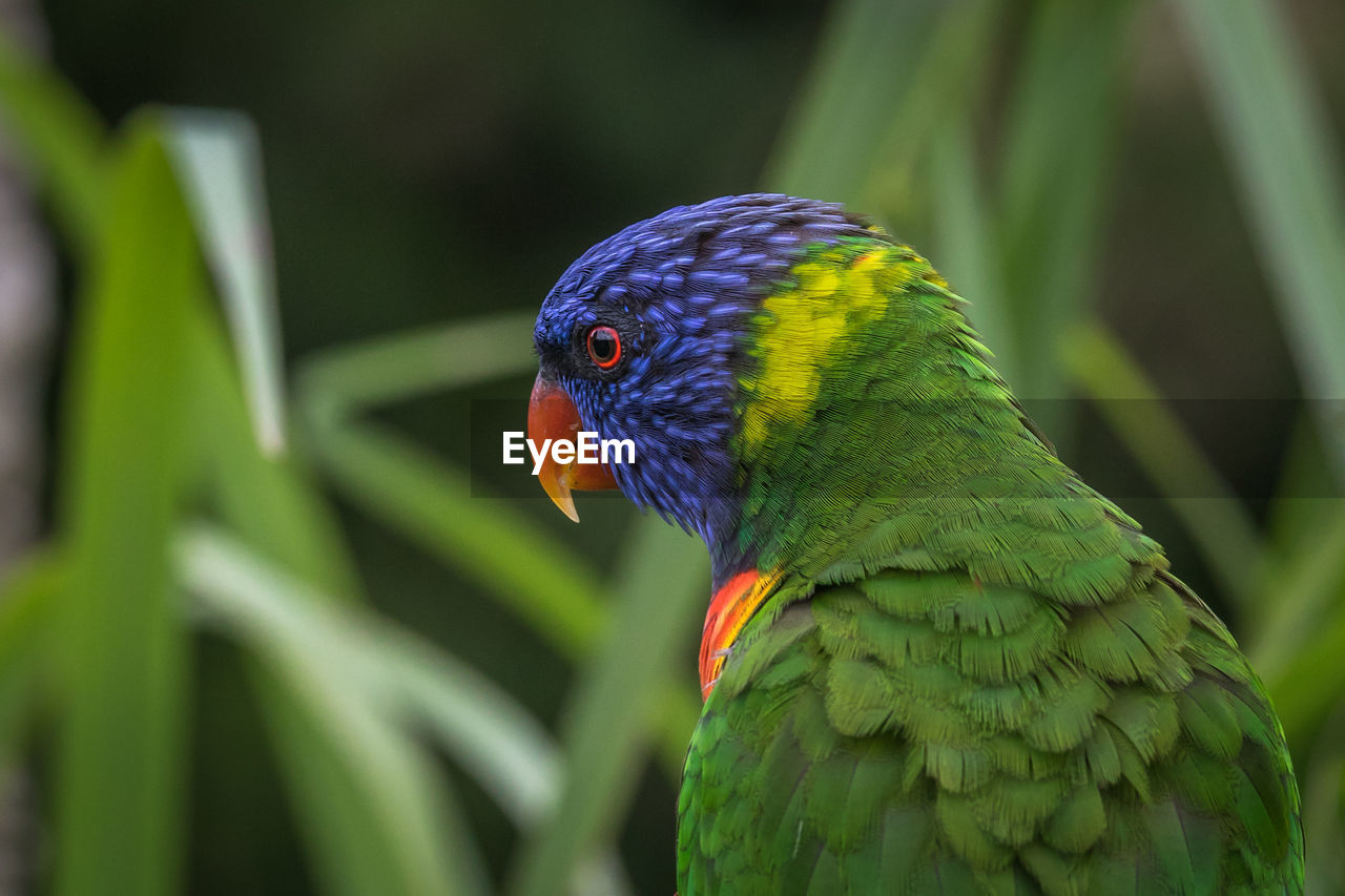 CLOSE-UP OF PARROT
