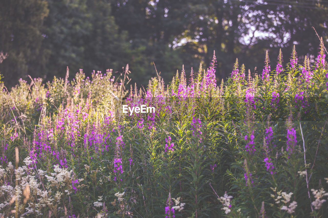 Purple flowers growing on tree