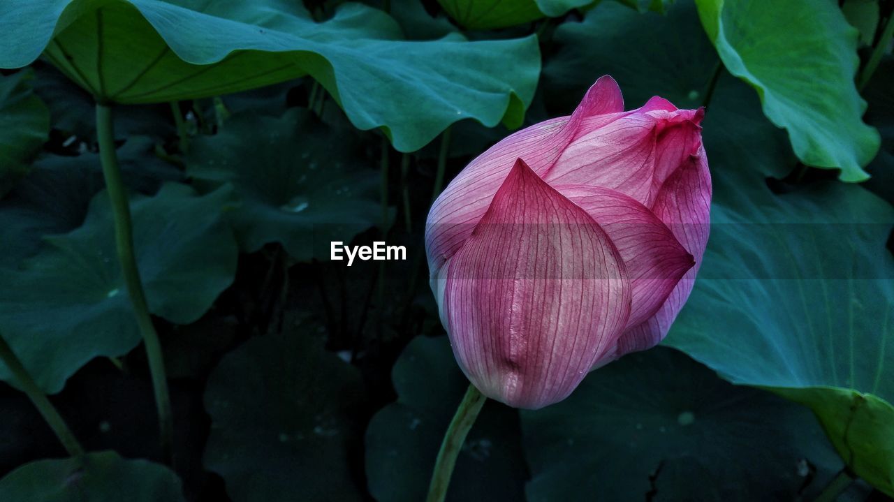 Close-up of flower blooming outdoors