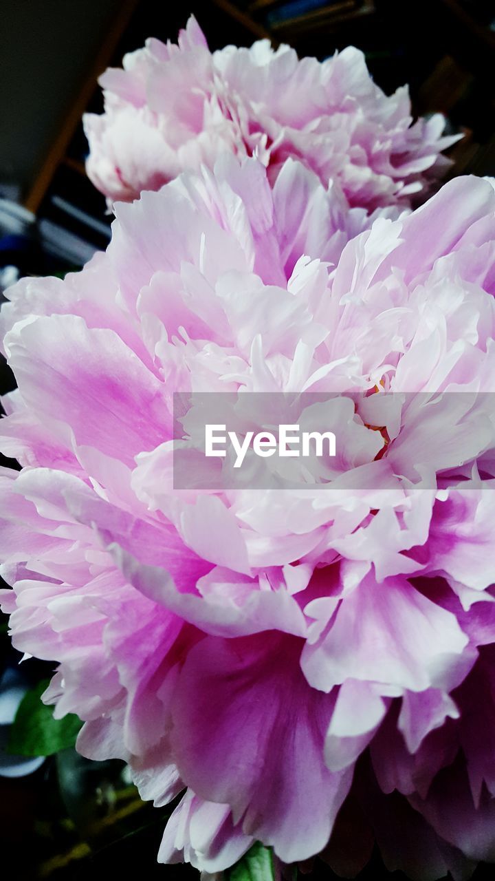 CLOSE-UP OF PINK FLOWER GROWING OUTDOORS