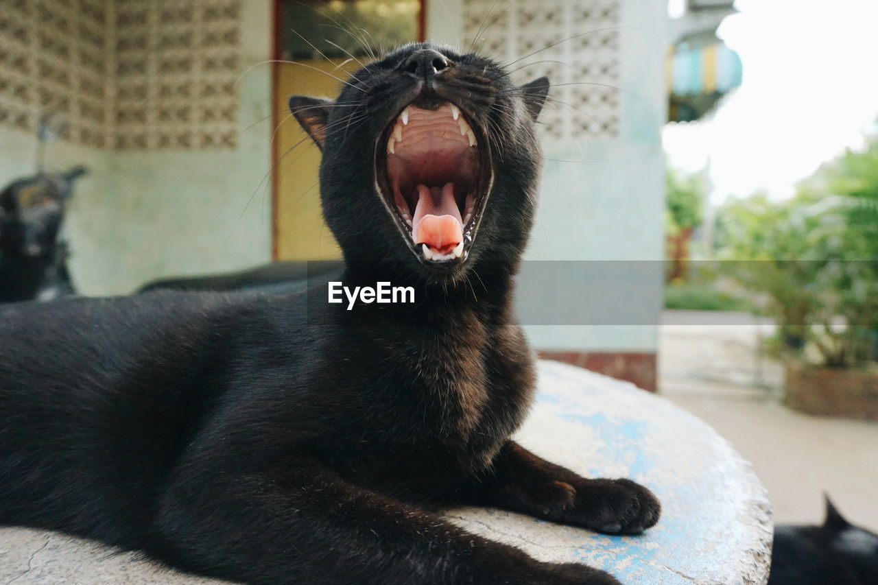 CLOSE-UP OF BROWN CAT YAWNING