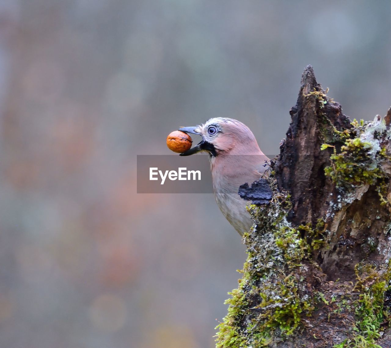 BIRD PERCHING ON TREE TRUNK