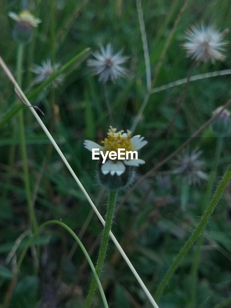 plant, flower, flowering plant, beauty in nature, freshness, fragility, nature, close-up, growth, flower head, no people, focus on foreground, inflorescence, petal, wildflower, meadow, white, day, outdoors, botany, prairie, green, daisy, plant stem, animal wildlife