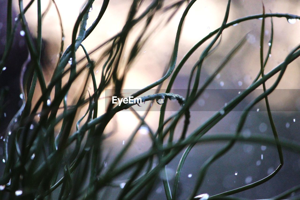 Close-up of wet plants