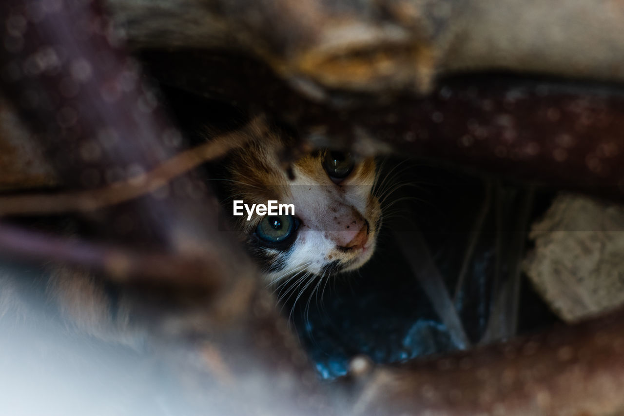 Kitty hiding in the logs looking at the camera