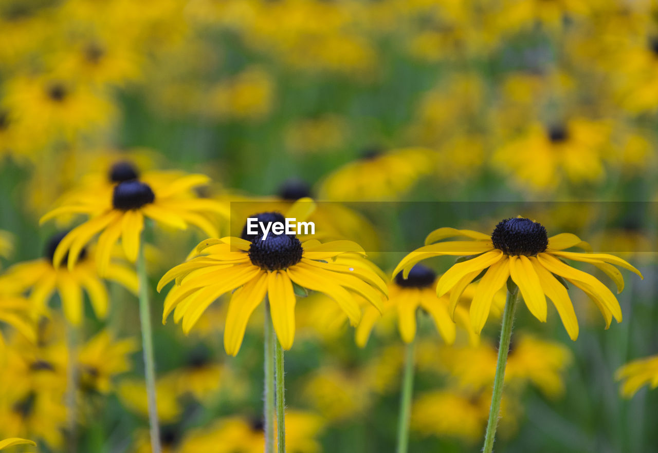 Black-eyed-susan blooming on field