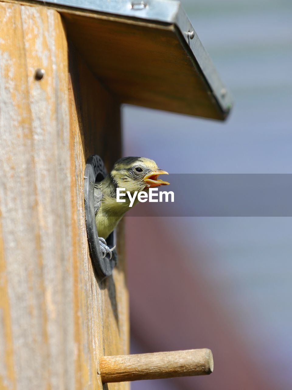 Close-up of bird perching on wood