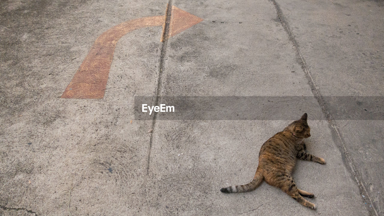 HIGH ANGLE VIEW OF A CAT ON FOOTPATH