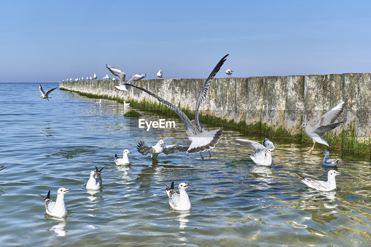 SEAGULLS FLYING OVER SEA