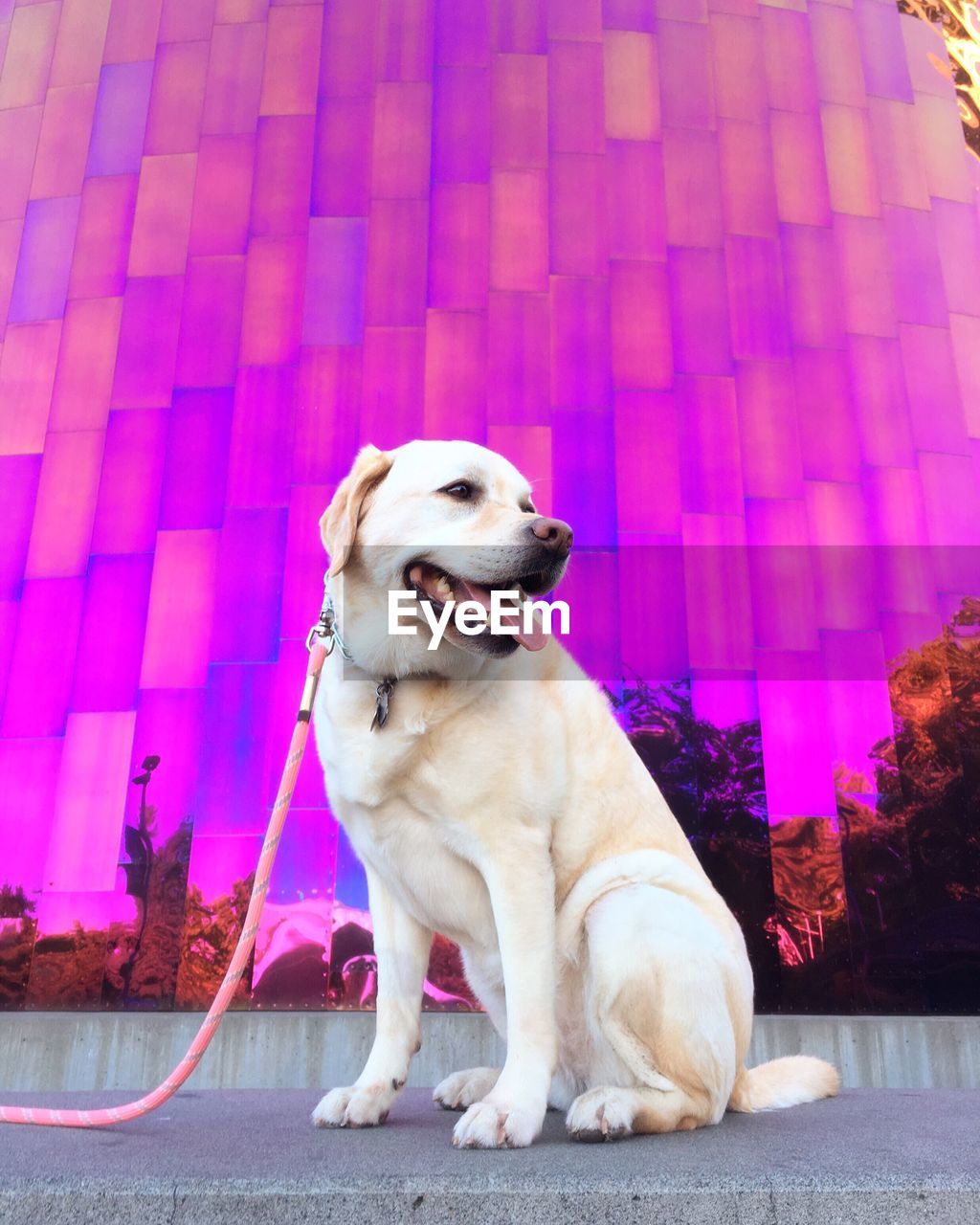 Labrador retriever looking away against glass wall