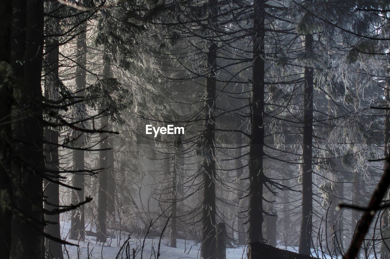 CLOSE-UP OF FROZEN TREES IN FOREST