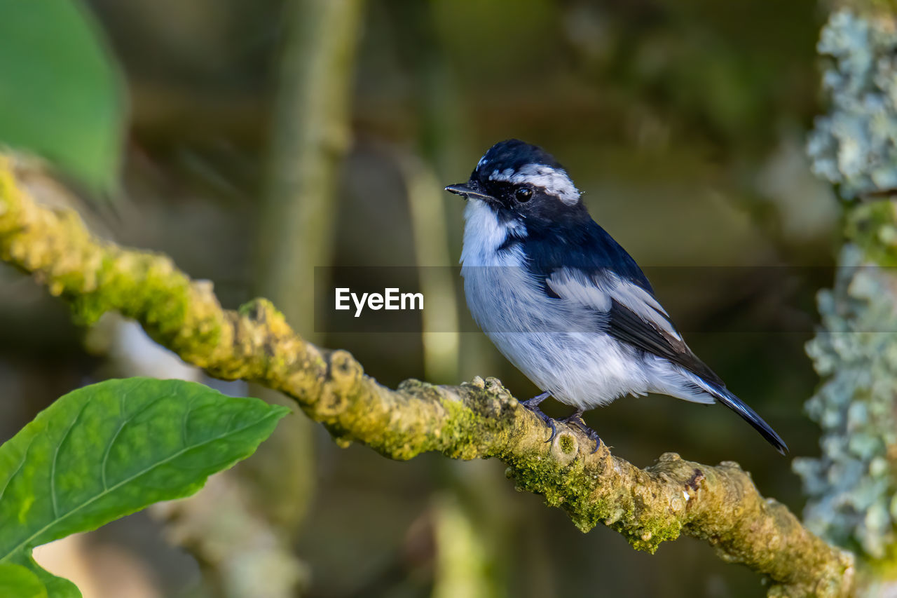 BIRD PERCHING ON BRANCH