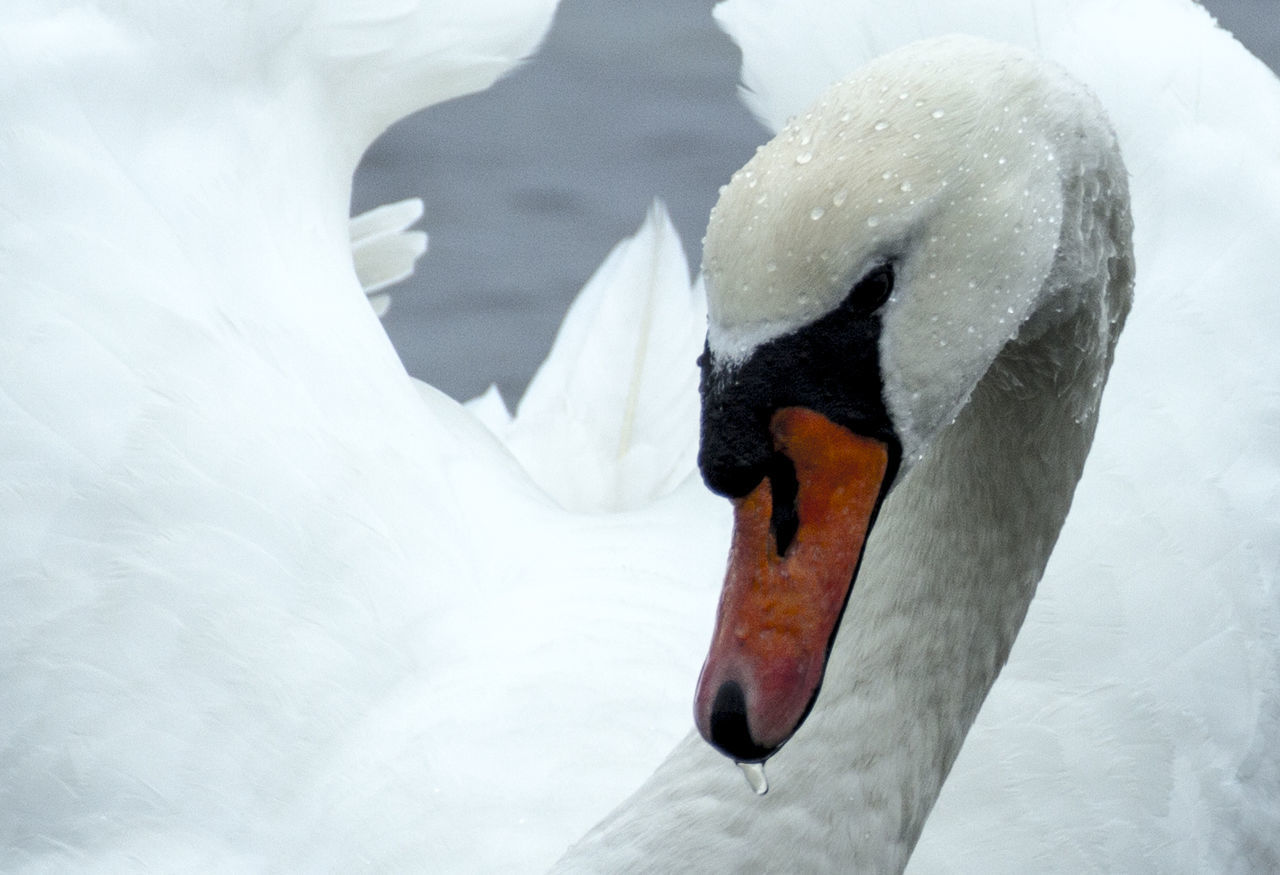 CLOSE-UP OF WHITE SWAN ON SNOW