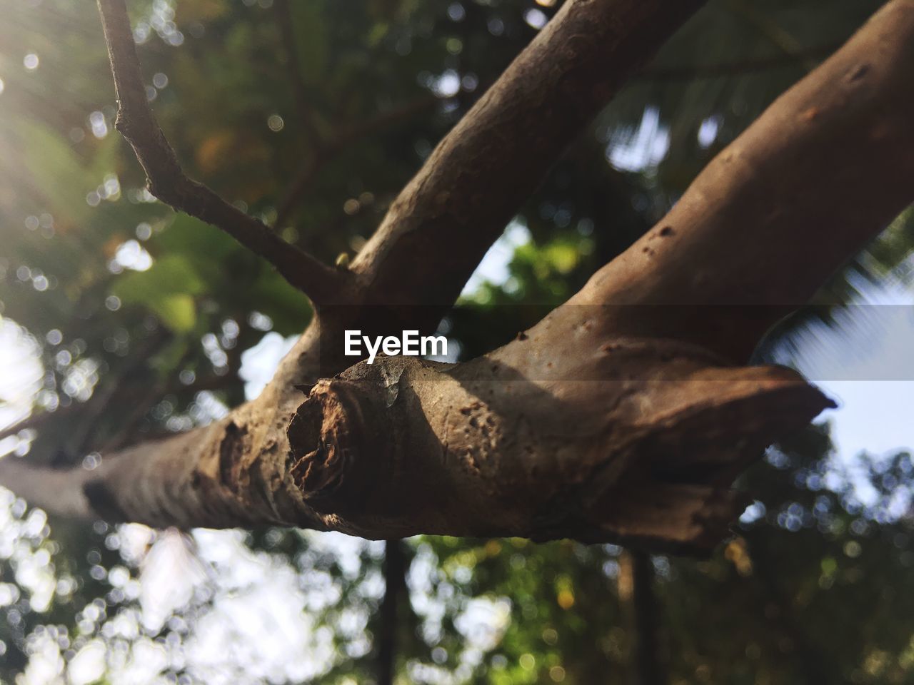 CLOSE-UP OF TREES